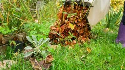Les feuilles mortes, un cadeau pour le jardinier