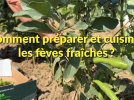 Comment rcolter prparer et cuisiner les fves fraches ?