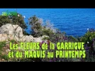 11 fleurs de la garrigue et du maquis au printemps