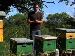 Le fonctionnement de la ruche