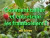 Comment tailler et entretenir les framboisiers?