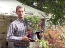 Fuchsias, des varits rsistantes au froid au jardin