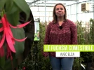 Le Fuchsia regia Reitzi, un fuchsia royal rustique aux fruits comestibles