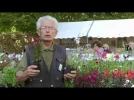 Le gaura de Lindheimer, une vivace lgre et florifre