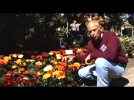 Le gazania, une fleur colore et rsistante pour les jardins estivaux