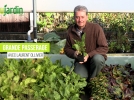 La grande passerage, une plante mdivale condimentaire et mdicinale mconnue