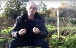 Grives et merles au jardin en hiver