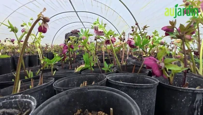 Hell�bores hybrides : 5 �tapes cl�s pour une floraison durable au jardin