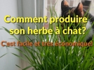 Comment faire pousser son herbe  chat ?