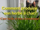 Comment faire pousser son herbe � chat ?