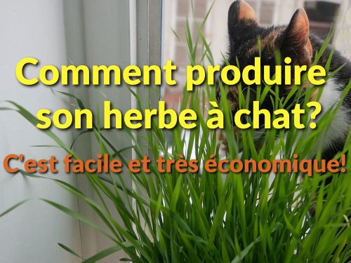 HERBE-AUX-CHATS, plante en ligne