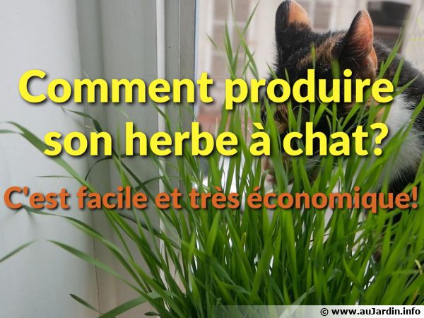 Graines Herbe à chat (Orge)