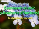Comment bouturer les hortensias?