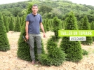Comment tailler un if en topiaire?