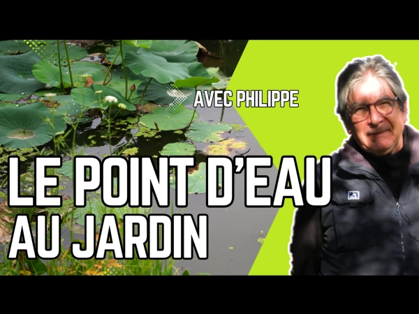 Invitez la faune sauvage avec un point d'eau au jardin