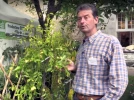 Le jujubier : un arbre fruitier oubli� pour le verger