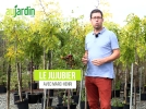 Jujubier, l'arbre fruitier de demain 