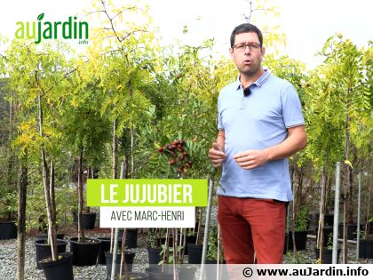 Le jujubier : l'arbre fruitier providentiel face au r�chauffement climatique