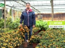 Le lantana, plantation et entretien pour profiter de sa longue floraison
