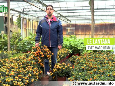 Le lantana, plantation et entretien pour profiter de sa longue floraison