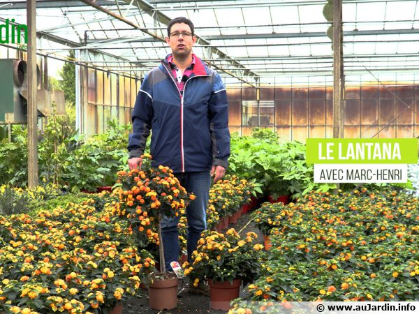 Le lantana, plantation et entretien pour profiter de sa longue floraison
