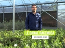 Laurier d'Alexandrie, un arbuste indestructible