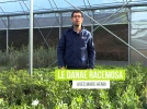 Laurier d'Alexandrie, un arbuste indestructible