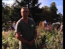 Le laurier rose, des varits rsistantes au froid