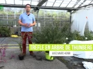 Le tr�fle en arbre, un arbuste � la belle floraison automnale