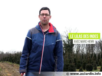 Tout savoir sur le Lilas des Indes : plantation, soin et taille