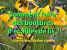 Comment faire des boutures d'cailles de lis?