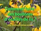 Comment faire des boutures d'�cailles de lis�?