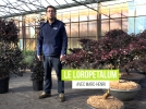 Loroptale de Chine, un arbuste buissonnant trs dcoratif