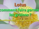 Comment faire germer les graines de lotus�?