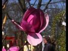 Les magnolias, conseils de culture