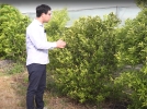 La mandarine satsuma, culture et entretien