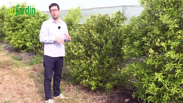 Le mandarinier Satsuma : l'agrume ultra-r�sistant pour votre jardin