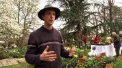 Menthe au jardin : vari�t�s, taille et comment la contenir