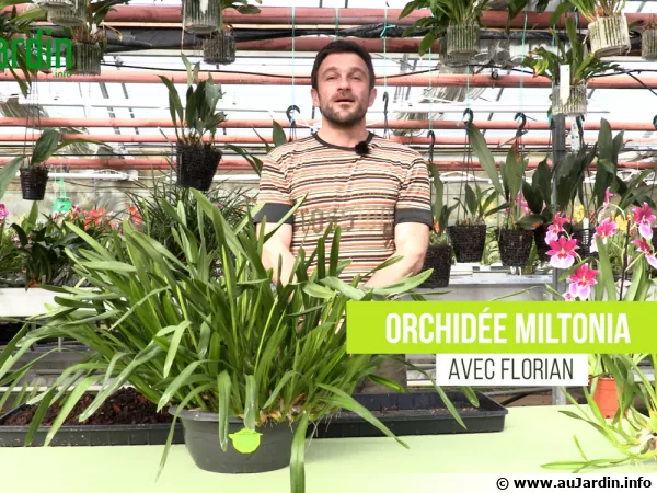 Miltonia, une orchide aux fleurs de pense facile de culture