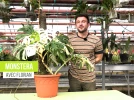 Monstera, un feuillage XXL tr�s graphique