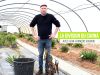 Multiplier les cannas par division des rhizomes