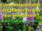 Comment multiplier des plantes vivaces par semis direct ?