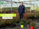 Les Nandinas, des arbustes graphiques faciles de culture