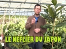 Nflier du Japon, un arbre ornemental et fruitier aux multiples atouts