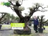 Plantez un olivier, un arbre embl�matique symbole de paix