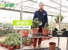 Cactus raquettes, une succulente facile � vivre