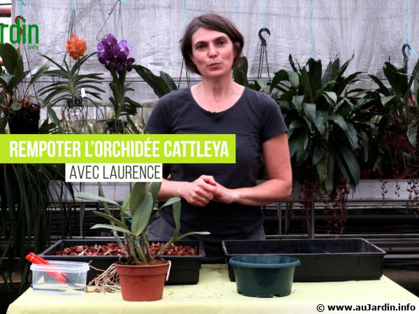 Cattleya : planter, cultiver, multiplier