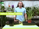 Comment rempoter le cymbidium?