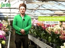 Quel entretien pour faire refleurir l'orchid�e Phalaenopsis ?