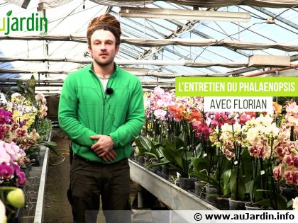 Quel entretien pour faire refleurir l'orchid�e Phalaenopsis ?